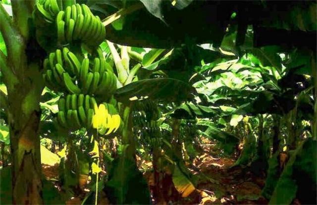 2018种植香蕉能赚钱吗