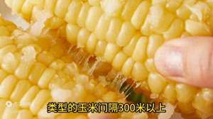 粘玉米种植时间和方法(黏玉米的种植时间和方法，几个步骤不能少，优质高产挣大钱)