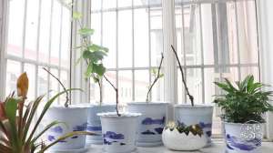 盆栽葡萄树怎么种植(跟着小阳学盆栽种植葡萄，不花一分钱，葡萄吃不完)
