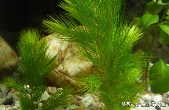 水生植物志｜金鱼藻