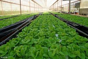 大棚夏大白菜种植(温室大棚种植白菜的方法与管理 种植养殖要注意)