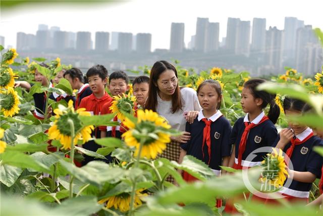 重庆这群小学生在教学楼楼顶种出了一片向日葵花海