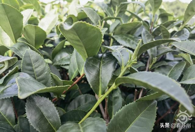 农业融合发展！苏州“台湾茶娘”用小蓝莓打开大市场