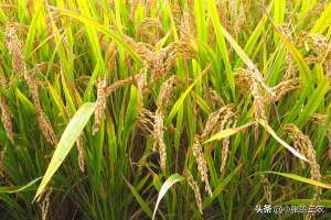 水稻种植地区(水稻种植分布范围)