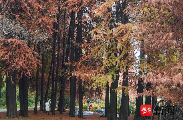 到南京中山植物园看“神奇的落羽杉”