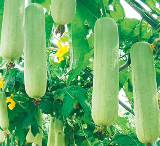 邻居老刘今年种植的牛奶丝瓜，一亩地收入三万元，值得试种