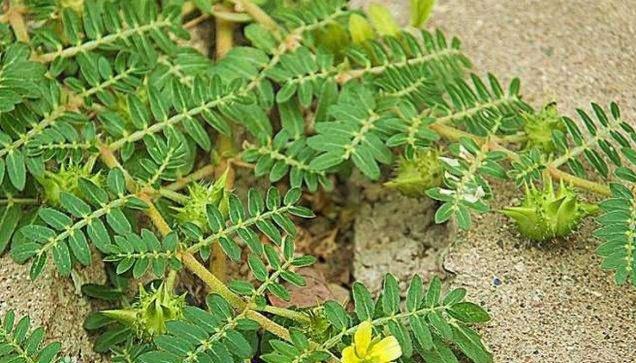 蒺藜和蒺藜草是两种不同的植物