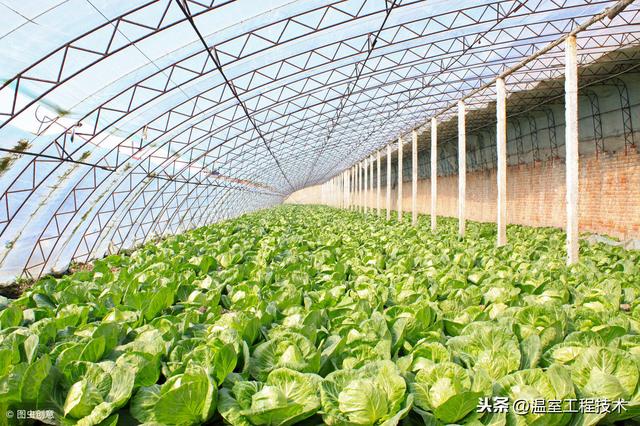 新农人刚做温室大棚种植怎么能不了解二十四节气蔬菜定植安排呢