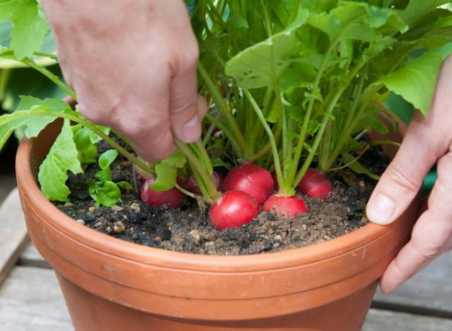 现在种上7种“快菜”，过年就能吃到新鲜蔬菜，打造阳台小菜园