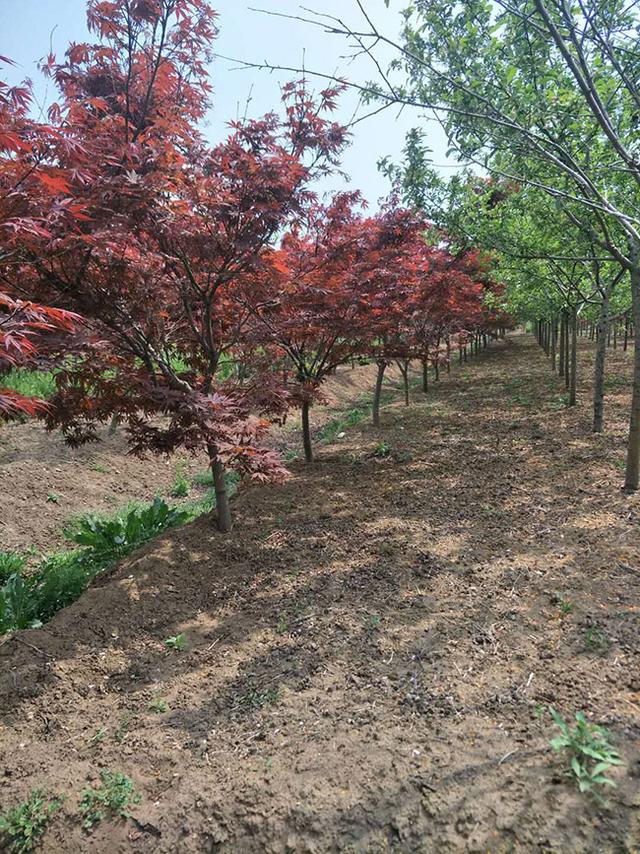 红枫移栽容易成活吗？日本红枫种植技术