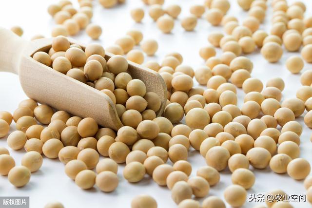 小粒黄豆是日本制作传统食品纳豆的原料，价格好，小粒黄豆的栽培