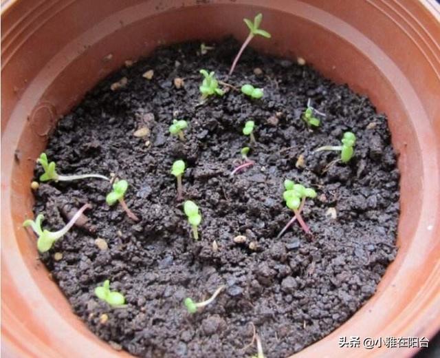 阳台播种“花种子”，4个小技巧，7天出苗，长成漂亮旺盛的盆栽！