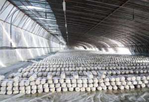 新疆食用菌种植基地(“蘑菇大王”投资1000万元建设一四八团食用菌种植基地)
