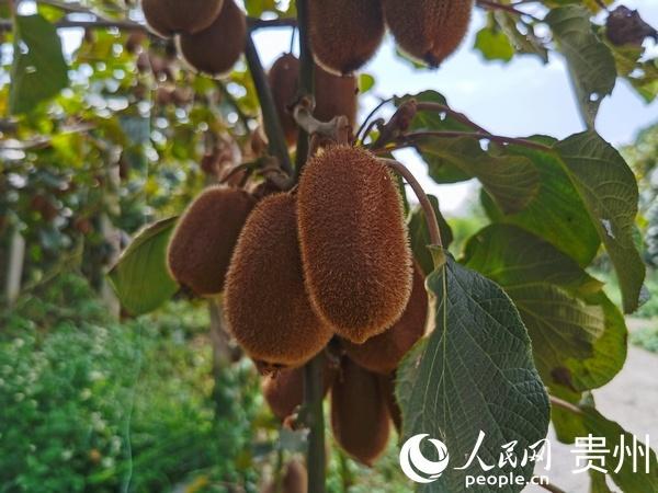 贵州修文：小小猕猴桃 致富大产业