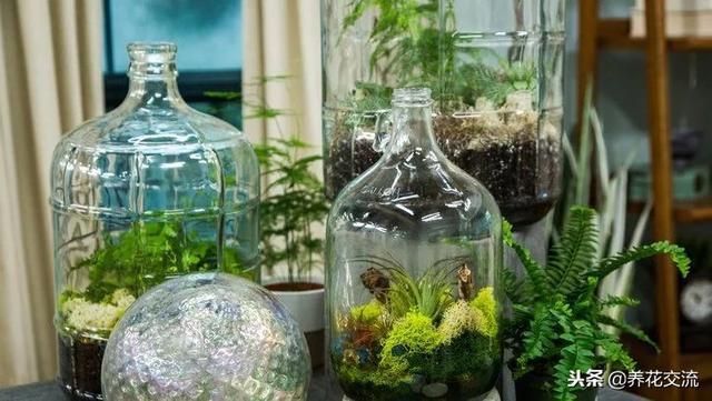 在一个玻璃瓶子里制作一个植物微景观，养桌面上的迷你花园