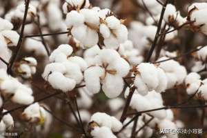 棉花怎样种植(棉花高产有技巧，用好这些播种管理方法，出苗齐、棉桃多、易增产)