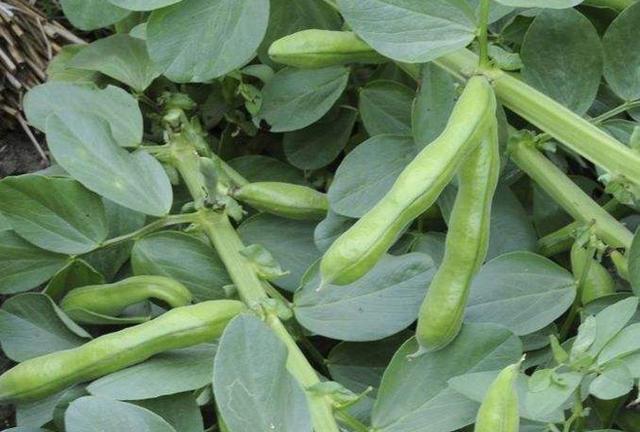 自己种植的蚕豆，为何没有别人的产量高，春季这6点管理很关键