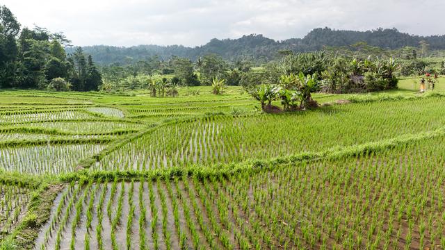 水稻生产与气象学的联系