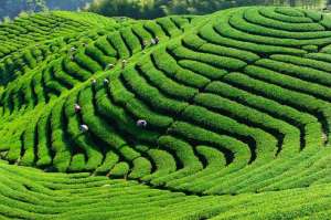 普洱茶的种植(普洱茶树生长环境有什么特点，及普洱茶产区有几个)