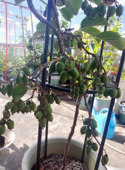 园艺小白在阳台种植的软枣猕猴桃今年结果了，既能观赏又富含营养