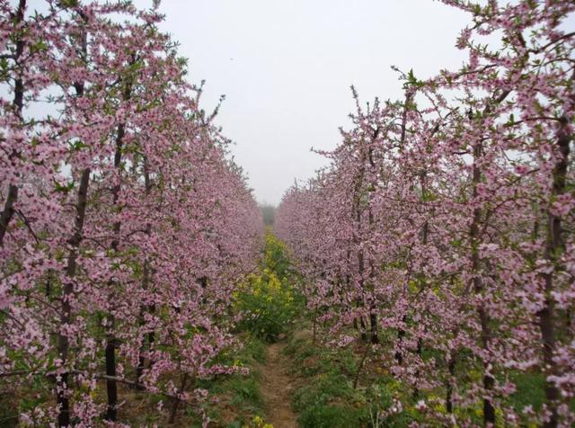 桃树主干形全套栽培技术