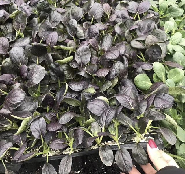 阳台如何种植紫油菜？记住几点，长得很快，一个多月就能吃