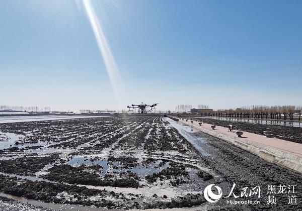 无人机施肥、免耕播种 绥化市北林区春耕现场科技感十足