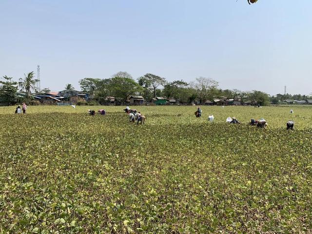 缅甸绿豆产区分布及产量情况
