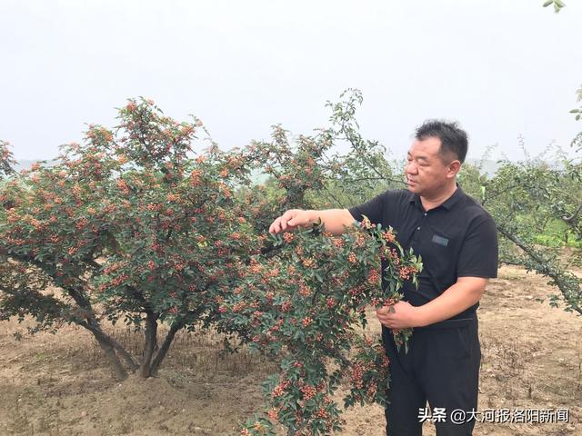 洛阳董王庄乡的万亩花椒丰收了
