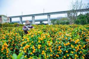 朱砂桔适合种植的地区(美超200亩年桔成熟了广州这个村披上金黄色)