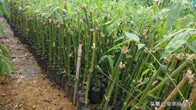 柬埔寨农民种植竹子，竟年入10000美元
