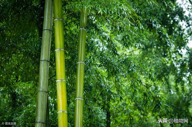 施了魔法的竹子不止长得快，还能种出酒来！