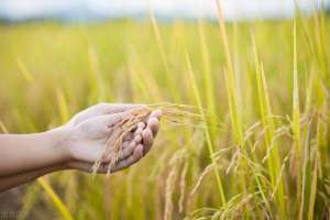 种植水稻的有利自然条件(水稻生产与气象学的联系)