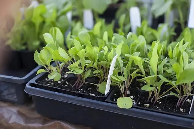 阳台盆栽芝麻菜，只要播种成功，其生长速度就非常快！