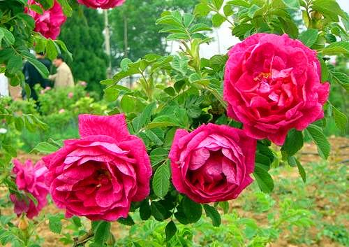 玫瑰花养护，做好这4点，养出健壮发达的根系，枝繁叶茂花更香
