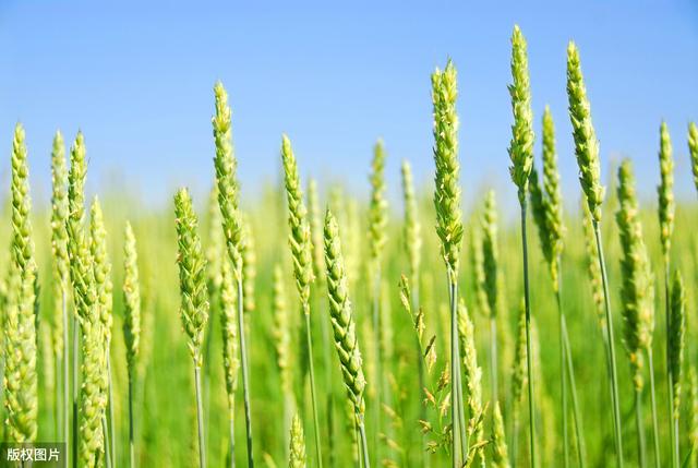 绿色小麦种植技术，完全符合绿色生态的种植技术，产量高，质量好