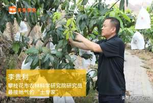 芒果种植技术视频(高手在民间：芒果一缺钙，收益就缩水“土专家”教你正确补救)