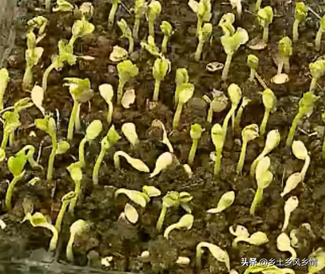 蛇豆种植技术全过程，原来只有这样种才能获得高产