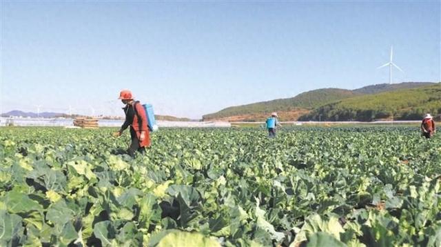 龙头企业建设基地  种植大户示范带动马龙蔬菜产业助力乡村振兴
