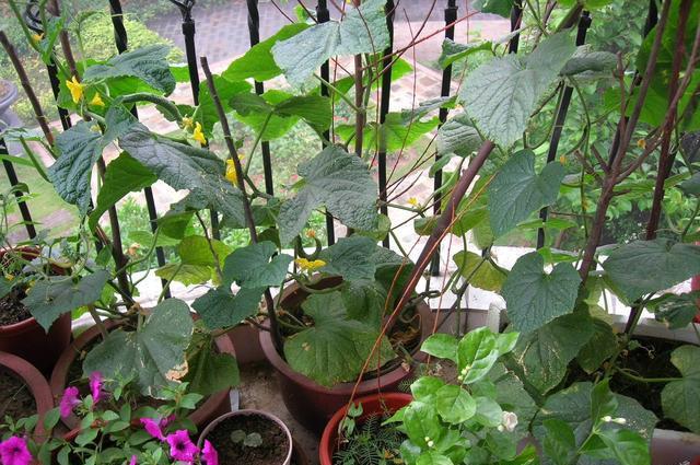 阳台种黄瓜，3个小窍门，棵棵长的壮，天天都吃瓜，一茬接一茬