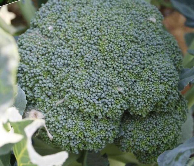 这个西兰花新品种，太优秀了！亩产3000公斤以上，花球又大又绿