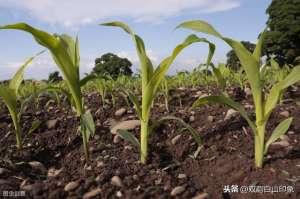 辽宁玉米种植(东北玉米种植，从种到收、田间管理、病虫害防治汇编)