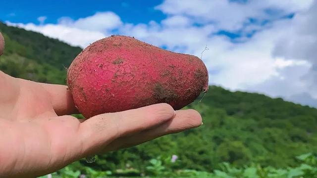 小山村种植的红皮土豆，软糯香甜，随便炖一锅都能吃的满满舒心