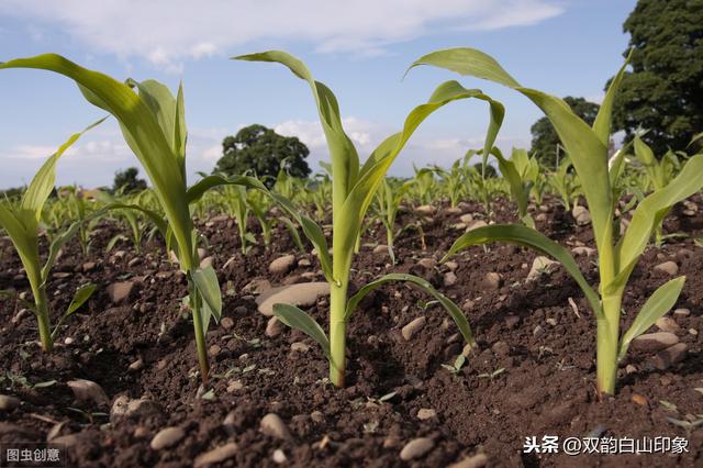 东北玉米种植，从种到收、田间管理、病虫害防治汇编