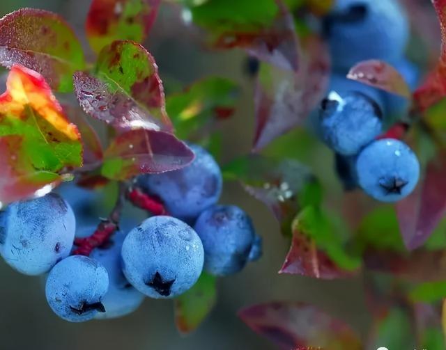 值得收藏的高产蓝莓种植管理技术