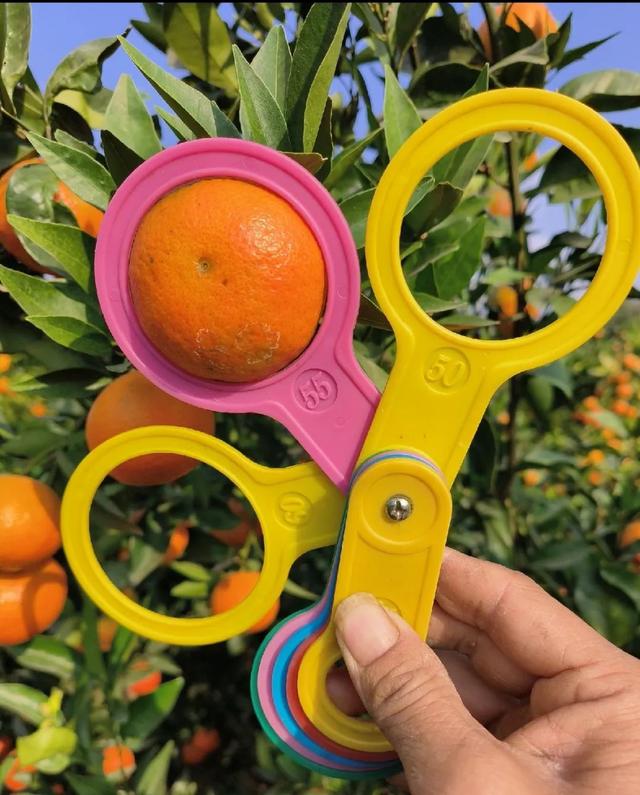 广西种植200亩砂糖橘42岁柑橘代办，抓住2点每年卖货300万斤