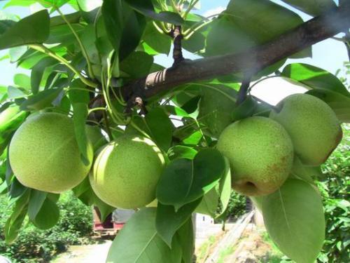 种植翠冠梨的生长环境要求，病虫害防治很重要，一起来看看这几点