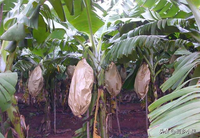 种植香蕉，你需要做好这五个方面的树体管理，才能轻松获得丰产