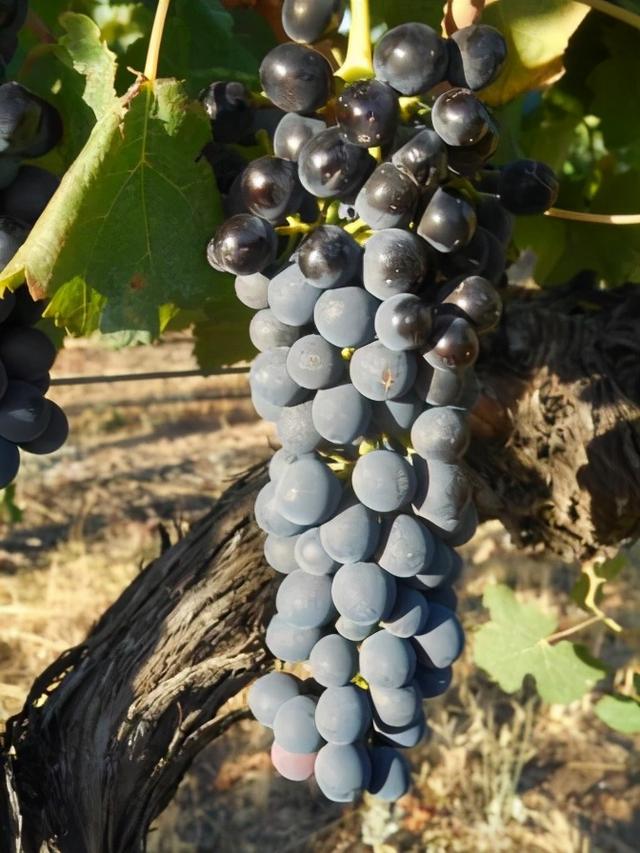 世界上广泛种植的葡萄品种——赤霞珠