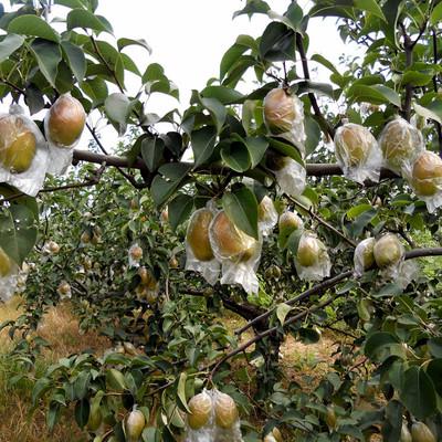 专家细谈，十年以上红香酥梨树栽培技术要点，这4点很关键！